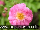 Bild der Rose 'Chatillon Rambler' (Rambler)