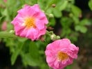 Chatillon Rambler (Rambler) Bild der Rose 'Chatillon Rambler' (Rambler)