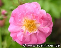 Chatillon Rambler (Rambler) Bild der Rose 'Chatillon Rambler' (Rambler)