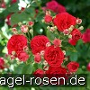 Picture of the rose 'Chevy Chase' (Rambler)