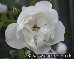 City of York (Rambler) Bild der Rose 'City of York' (Rambler)