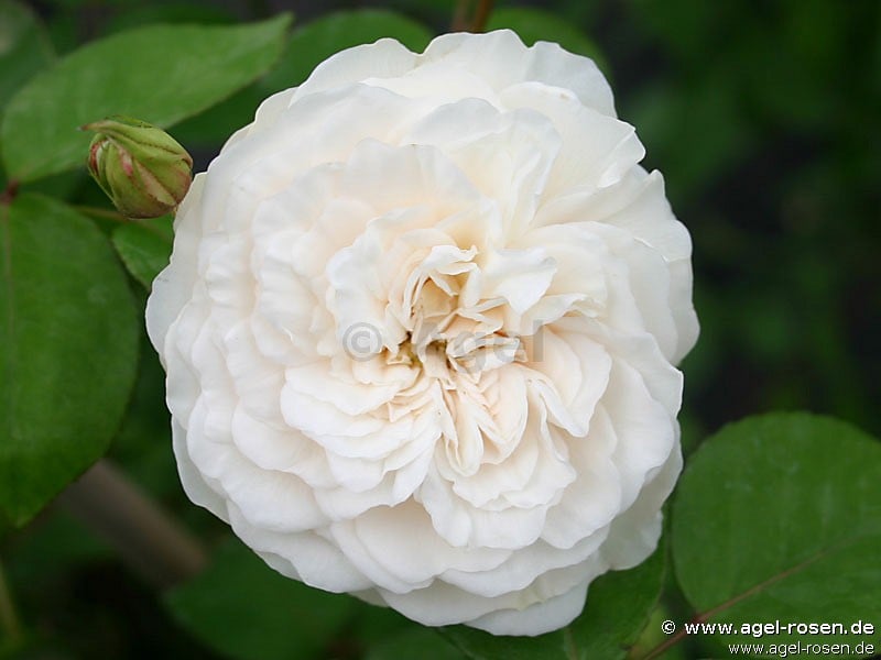 Picture of the rose 'Colonial White' (Rambler)