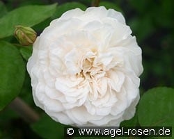 Colonial White (Rambler) Bild der Rose 'Colonial White' (Rambler)