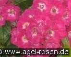 Crimson Rambler (Rambler) Bild der Rose 'Crimson Rambler' (Rambler)