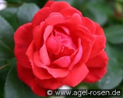 Danse du Feu (Rambler) Bild der Rose 'Danse du Feu' (Rambler)