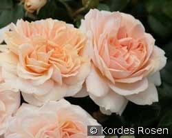 Direktör Benschop (Rambler) Bild der Rose 'Direktör Benschop' (Rambler)