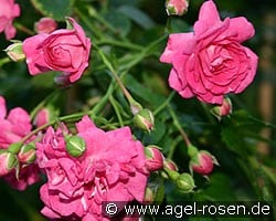 Dorothy Perkins (Rambler) Bild der Rose 'Dorothy Perkins' (Rambler)