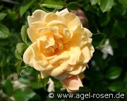 Easlea's Golden Rambler (Rambler) Bild der Rose 'Easlea's Golden Rambler' (Rambler)