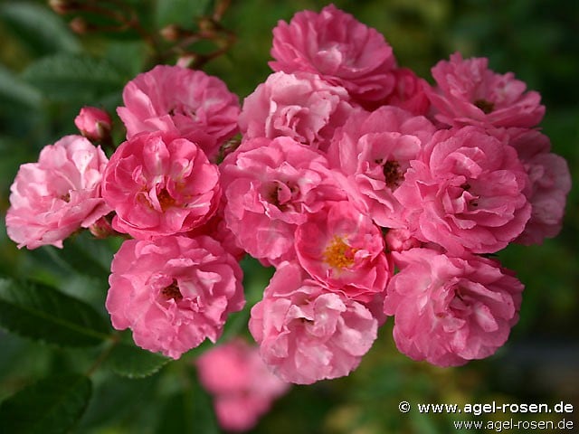 Bild der Rose 'Ewald Scholle' (Rambler)