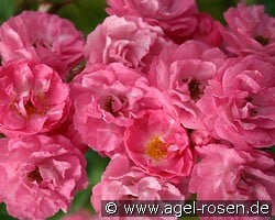 Ewald Scholle (Rambler) Bild der Rose 'Ewald Scholle' (Rambler)