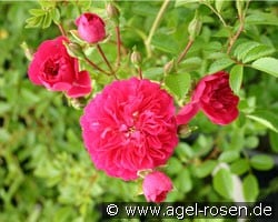Excelsa (Rambler) Bild der Rose 'Excelsa' (Rambler)