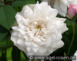 Félicité et Perpétue (Rambler) Bild der Rose 'Félicité et Perpétue' (Rambler)