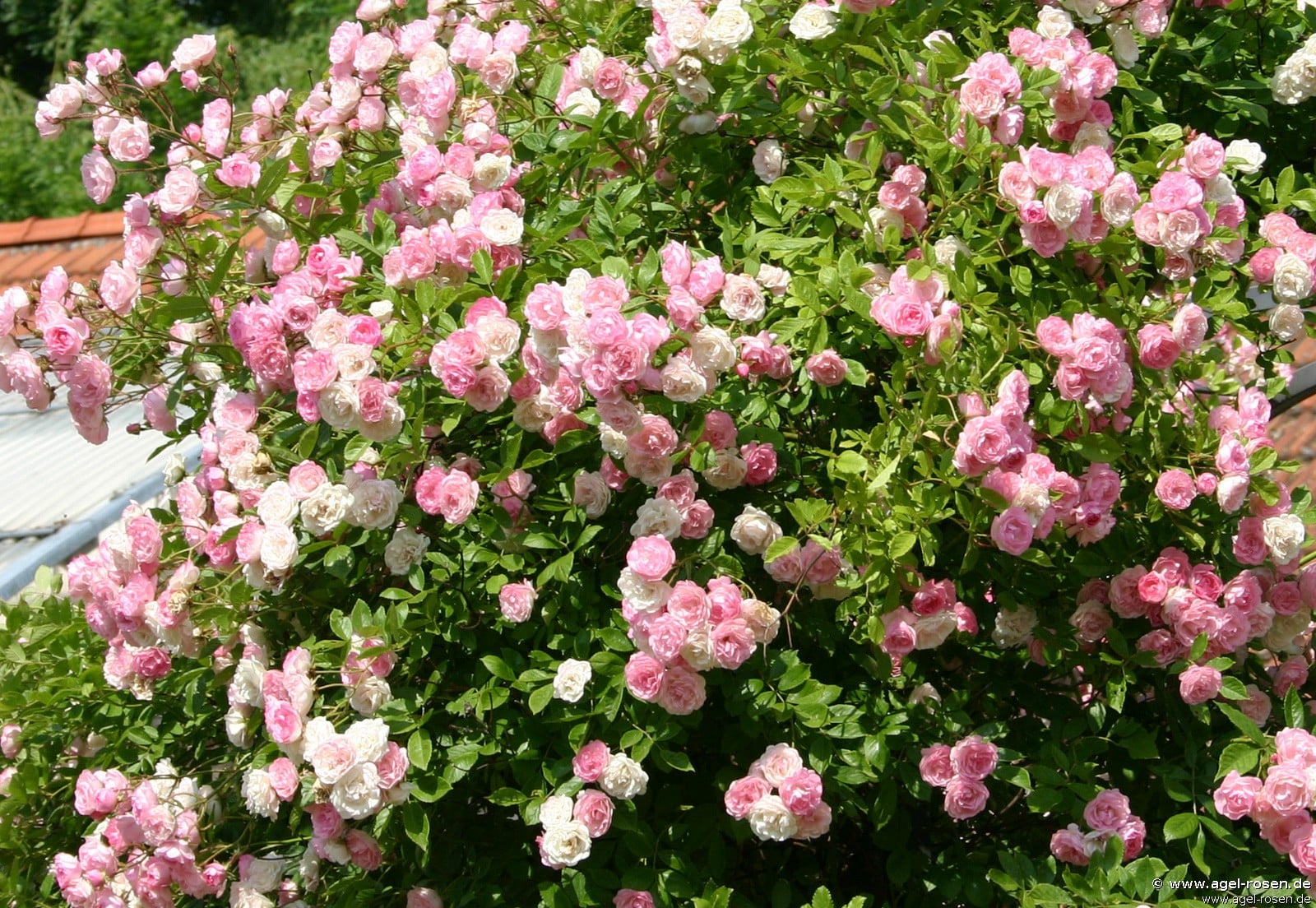 Frau Eva Schubert (Rambler) Bild der Rose 'Frau Eva Schubert' (Rambler)