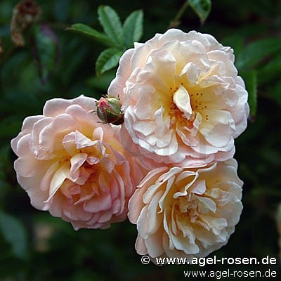 Bild der Rose 'Ghislaine de Féligonde' (Rambler)