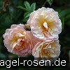 Bild der Rose 'Ghislaine de Féligonde' (Rambler)
