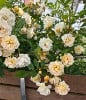 Ghislaine de Féligonde (Rambler) Bild der Rose 'Ghislaine de Féligonde' (Rambler)