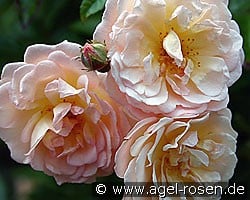Ghislaine de Féligonde (Rambler) Bild der Rose 'Ghislaine de Féligonde' (Rambler)