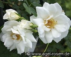 Glenn Dale (Rambler) Bild der Rose 'Glenn Dale' (Rambler)