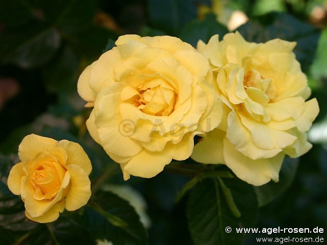 Picture of the rose 'Golden Glow' (Rambler)