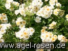 Bild der Rose 'Goldfinch' (Rambler)