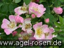 Bild der Rose 'Kew Rambler' (Rambler)