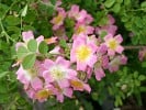 Kew Rambler (Rambler) Bild der Rose 'Kew Rambler' (Rambler)