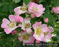 Kew Rambler (Rambler) Bild der Rose 'Kew Rambler' (Rambler)