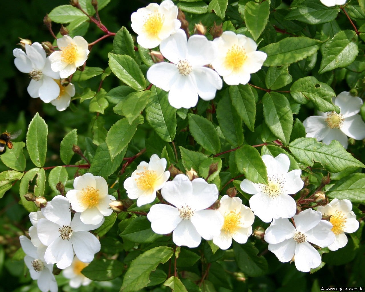 Kiftsgate (Rambler) Bild der Rose 'Kiftsgate' (Rambler)