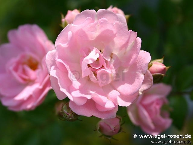 Bild der Rose 'Kirschrose' (Rambler)