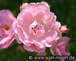 Kirschrose (Rambler) Bild der Rose 'Kirschrose' (Rambler)