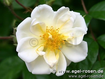 Bild der Rose 'Lykkefund' (Rambler)
