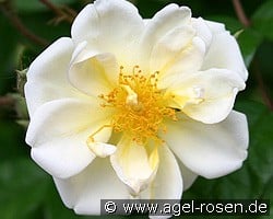 Lykkefund (Rambler) Bild der Rose 'Lykkefund' (Rambler)