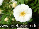 Bild der Rose 'Madeleine Seltzer' (Rambler)