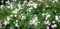 Madeleine Seltzer (Rambler) Bild der Rose 'Madeleine Seltzer' (Rambler)