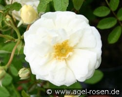 Madeleine Seltzer (Rambler) Bild der Rose 'Madeleine Seltzer' (Rambler)