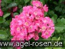 Bild der Rose 'Maria Lisa' (Rambler)