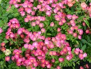 Maria Lisa (Rambler) Bild der Rose 'Maria Lisa' (Rambler)