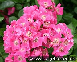 Maria Lisa (Rambler) Bild der Rose 'Maria Lisa' (Rambler)