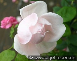 Minnehaha (Rambler) Bild der Rose 'Minnehaha' (Rambler)