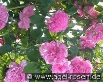 Mme Sancy de Parabére (Rambler) Bild der Rose 'Mme Sancy de Parabére' (Rambler)