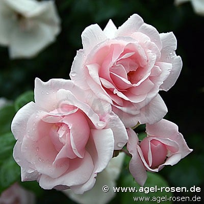 Picture of the rose 'New Dawn' (Rambler)