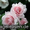 Bild der Rose 'New Dawn' (Rambler)