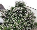 New Dawn (Rambler) Bild der Rose 'New Dawn' (Rambler)
