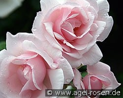 New Dawn (Rambler) Bild der Rose 'New Dawn' (Rambler)