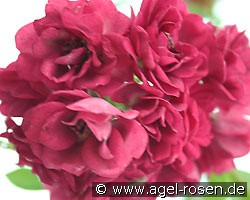 Non Plus Ultra (Rambler) Bild der Rose 'Non Plus Ultra' (Rambler)