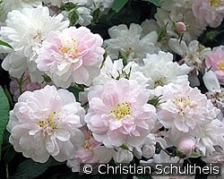Paul's Himalyan Musk Rambler (Rambler) Bild der Rose 'Paul's Himalyan Musk Rambler' (Rambler)