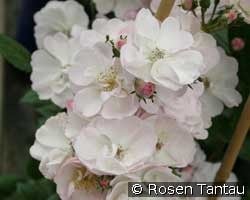 Perennial Blush (Rambler) Bild der Rose 'Perennial Blush' (Rambler)