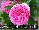 Bild der Rose 'Peter Lambert' (Rambler)