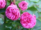 Peter Lambert (Rambler) Bild der Rose 'Peter Lambert' (Rambler)