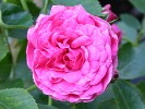 Peter Lambert (Rambler) Bild der Rose 'Peter Lambert' (Rambler)